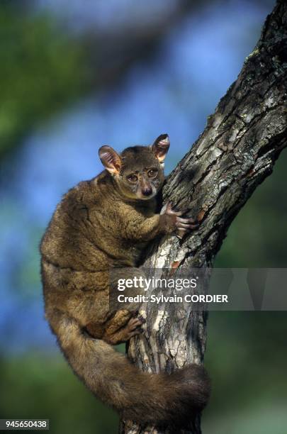 Greater Galago .