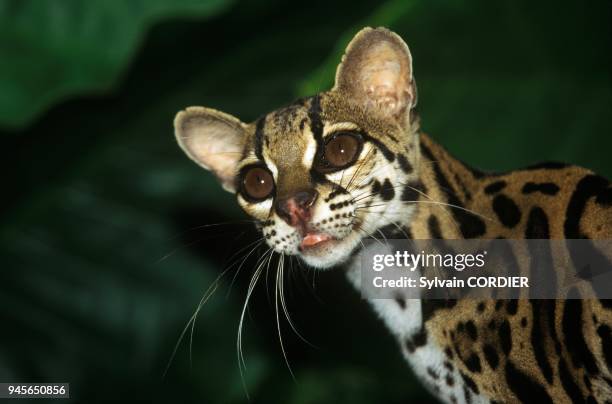 Margay portrait,.