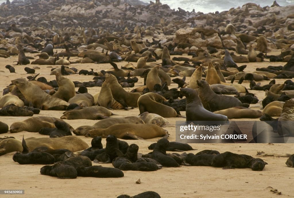 Brown / Cape Fur Seal (Arctocephalus pusillus) large group of pups on rock, Cape Cross, Namibia.