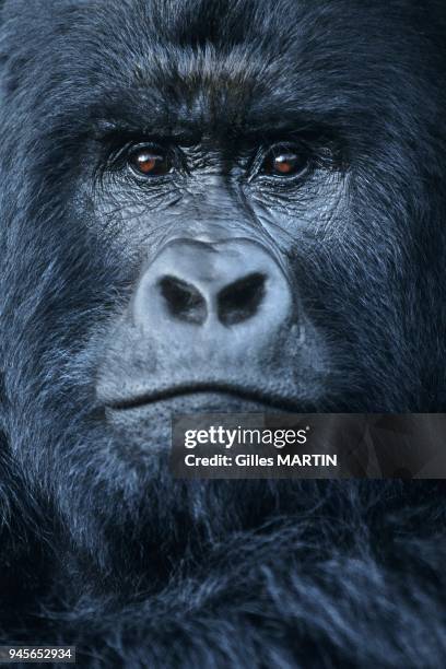 Virunga National Park, Democratic republic of the Congo, rainy season, mammal, primates, Hominidae.