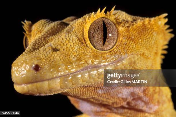 NEW CALEDONIAN CRESTED GECKO , NEW CALEDONIA.