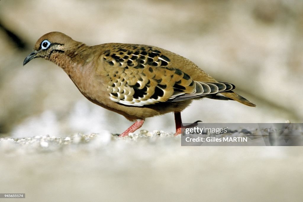 Galapagos dove (Zenaida galapagoensis)