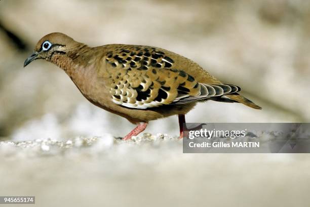 Galapagos islands, portrait of a galapagos dove.