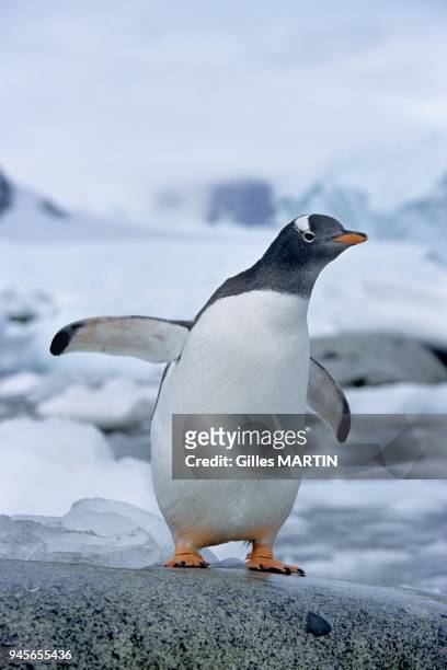 Antarctica-antarctic peninsula-Petermann island, portrait of a young gentoo penguin in Antarctica. Penguins are only capable of underwater...