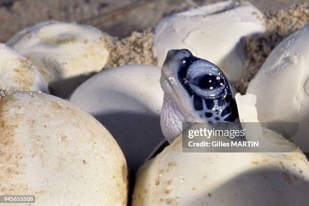 HATCHING OF A GREEN TURTLE , ALDABRA ATOLL, SEYCHELLES.