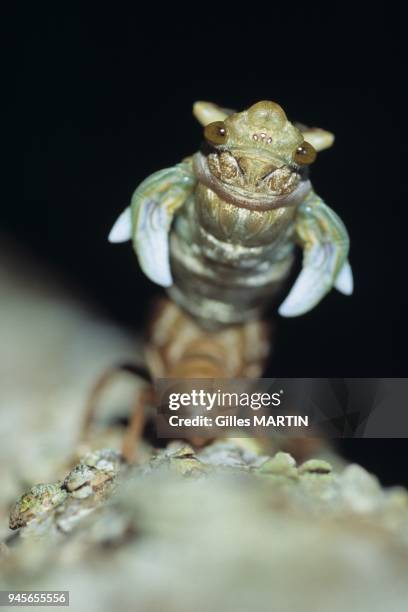 Alta Floresta, Brasil, close shot of the birth of a tropical cicada.