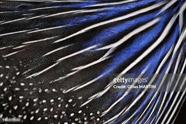 Vulturine guinea fowl , the most colored and the biggest of all the guineafowls.