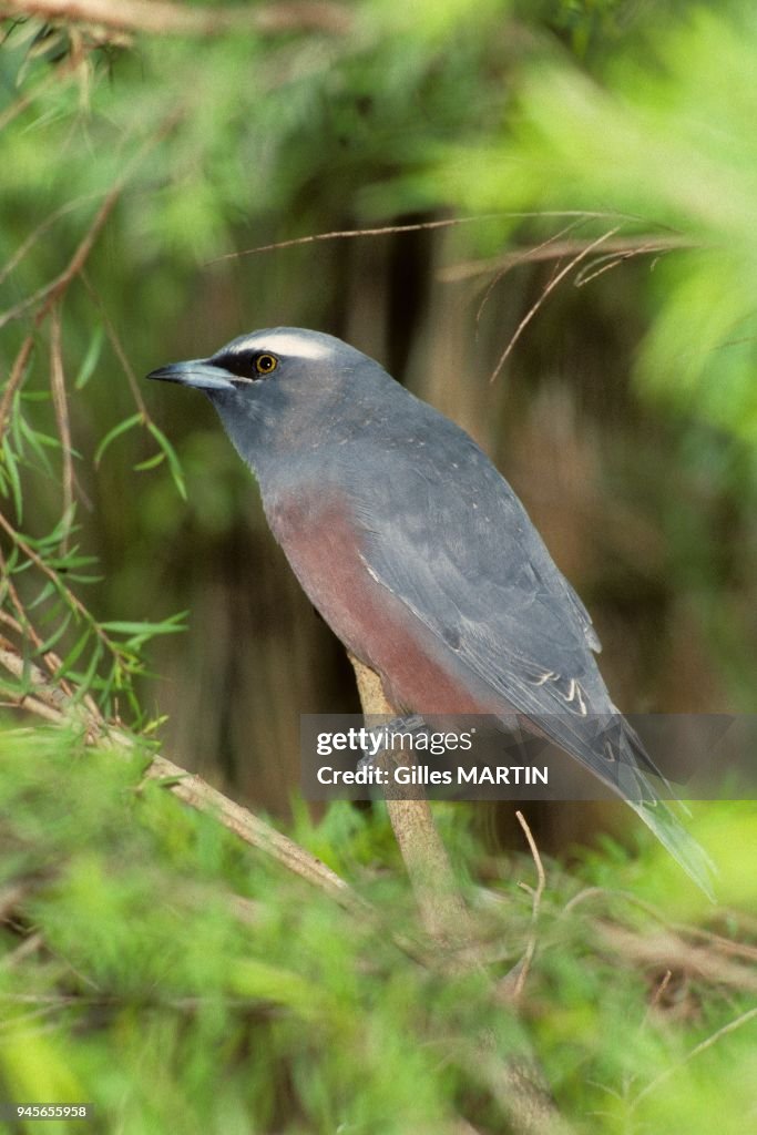 White-breasted Woodswallow (Artamus leucorynchus)