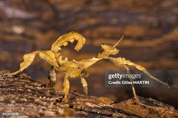 Stick Insects In Australia Australian Stick Insect Photos and Premium High Res Pictures - Getty Images