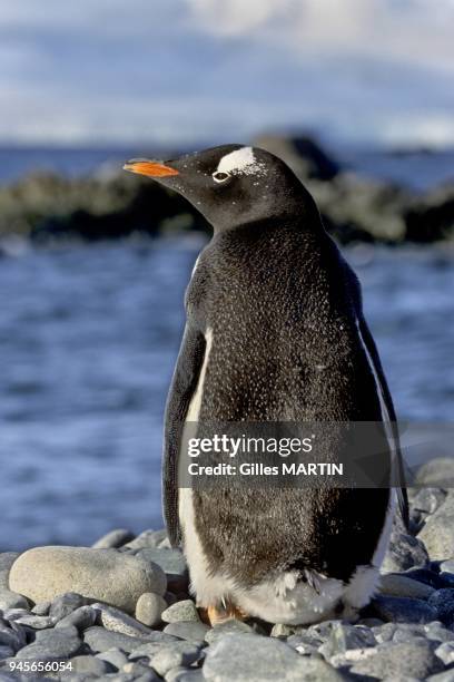 Antarctica-antarctic peninsula-Petermann island, portrait of a gentoo penguin in Antarctica. Penguins are only capable of underwater ??flight??,...