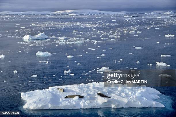 Antarctic, Antarctic Peninsula, Drake passage, crabeater seals resting on an iceberg. This Antarctic seal feeds almost exclusively on krill.