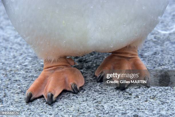 Antarctica-antarctic peninsula-Petermann island, detail of gentoo penguin's paw.