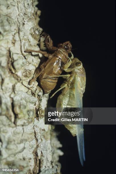 Alta Floresta, Brasil, close shot of the birth of a tropical cicada.