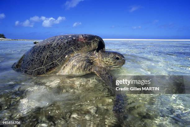 GREEN TURTLE , ALDABRA ATOLL, SEYCHELLES.