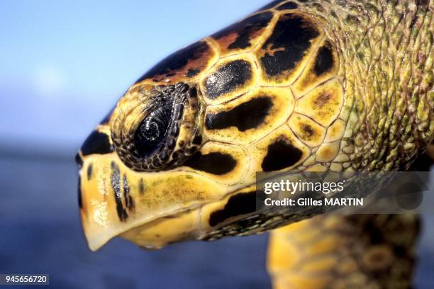 HAWKSBILL TURTLE' S HEAD , ALDABRA ATOLL, SEYCHELLES.