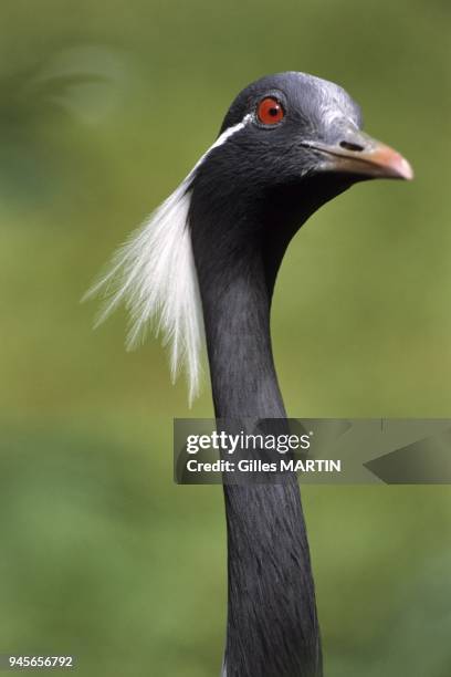 Bharatpur Bird Sanctuary, Keoladeo National Park, India, demoiselle crane. Also known as Numidian cranes, demoiselle cranes fly in groups at an...