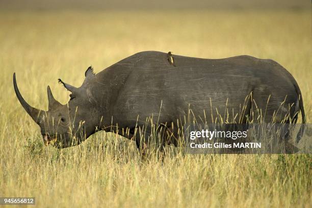 YELLOW BILLED OXPECKER PERCHED ON A BLACK RHINOCEROS , KENYA TANZANIA, AFRICA.