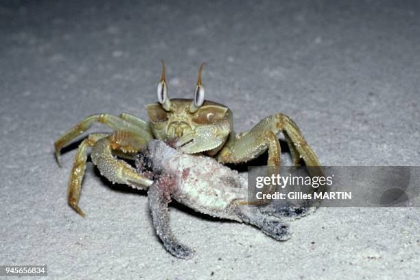 CRAB EATING A YOUNG GREEN TURTLE , ALDABRA ATOLL, SEYCHELLES.