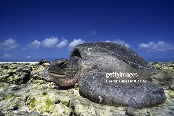 GREEN TURTLE , ALDABRA ATOLL, SEYCHELLES.