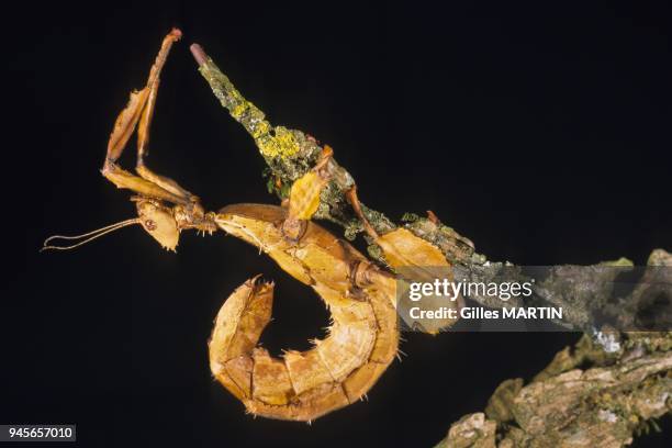 Sprinkle On Insect 106 Giant Prickly Stick Insect Stock Photos, High-Res Pictures, and ...