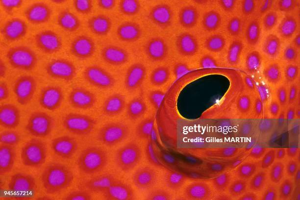 Seychelles, Indian Ocean, close up view of a red grouper's eye.