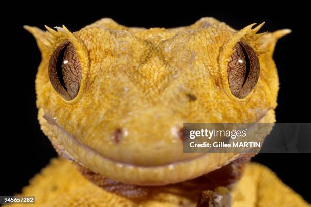 NEW CALEDONIAN CRESTED GECKO , NEW CALEDONIA.