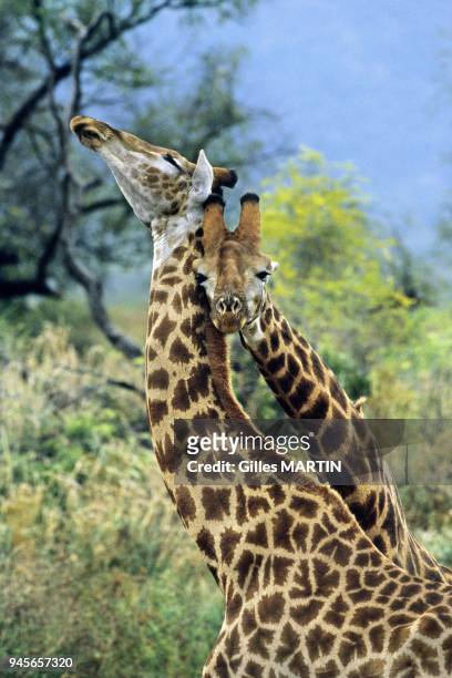 South Africa, Africa, giraffe necking. Impossible to pass unnoticed when we are more than 17 feet in height! A size which makes of the giraffe the...