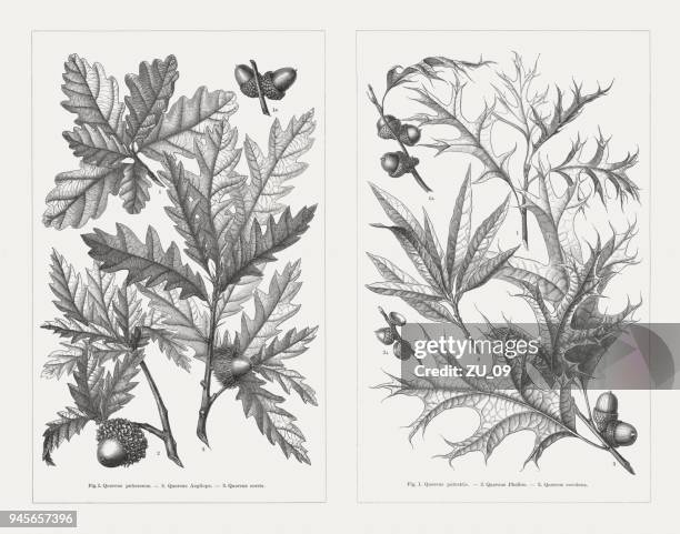 downy-, valonia-, austrian-, pin-, willow-, scarlet-oak, wood engravings, published 1897 - white oak acorn stock illustrations