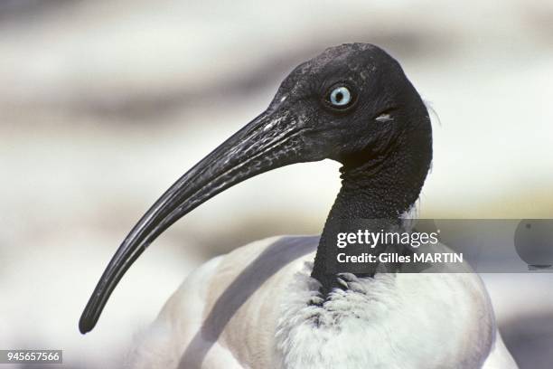 Seychelles archipelago, Aldabra island, aldabra sacred ibis portrait.