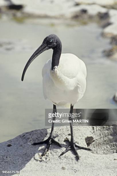 Seychelles archipelago, Aldabra island, aldabra sacred ibis portrait.