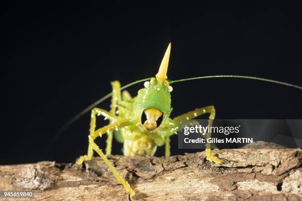 Monteverde Reserve, Costa Rica, Rainy season, Close shot of a cone-headed katydid on a branch. The Costa Ricans explain that the spike on this...