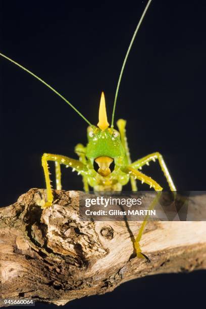 Monteverde Reserve, Costa Rica, Rainy season, Close shot of a cone-headed katydid on a branch. The Costa Ricans explain that the spike on this...