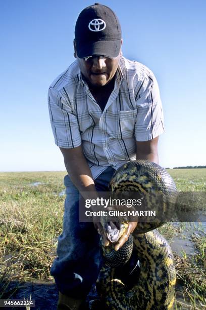 Naturalist guide grabing an anaconda - -anaconda in Llanos swamps. It can weigh 200 kg for 30 cms in diameter. With its olive green tint, its big...