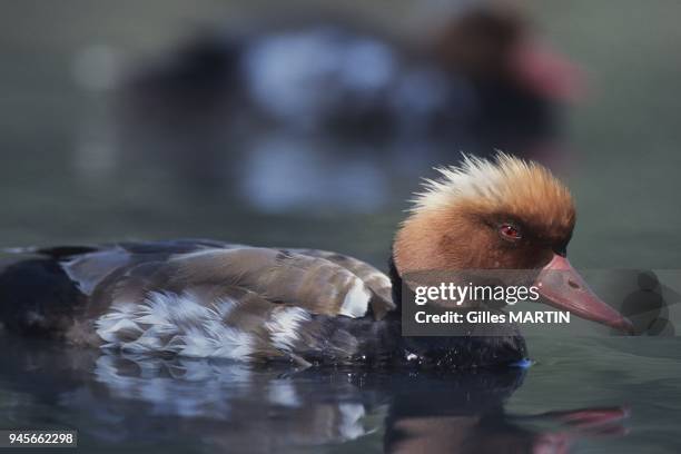 Camargue, Profile portrait of an adult red-crested pochard floating on the water. Distinguishing mark: able to plunge up to 4 meters, and to remain a...