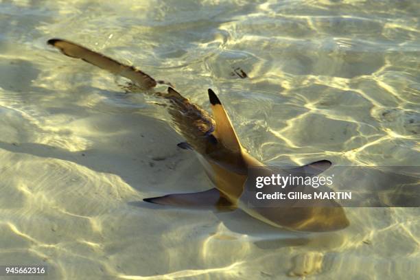 Aldabra, Seychelles, Blacktips reef shark.