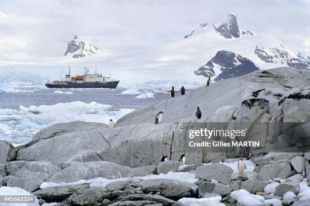 Antarctica-antarctic peninsula-Petermann island, gentoo penguins on rocks in Antarctica. Penguins are only capable of underwater ??flight??, thanks...