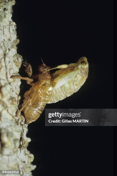 Alta Floresta, Brasil, close shot of the birth of a tropical cicada.