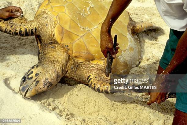 RESEARCHER RINGING THE GREEN TURTLE , ALDABRA ATOLL, SEYCHELLES.