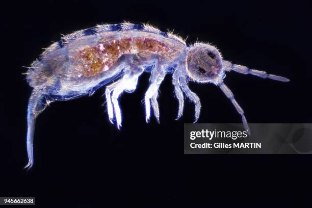 32 Collembola Stock Photos, High-Res Pictures, and Images - Getty Images