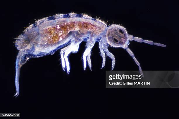 COLLEMBOLA.