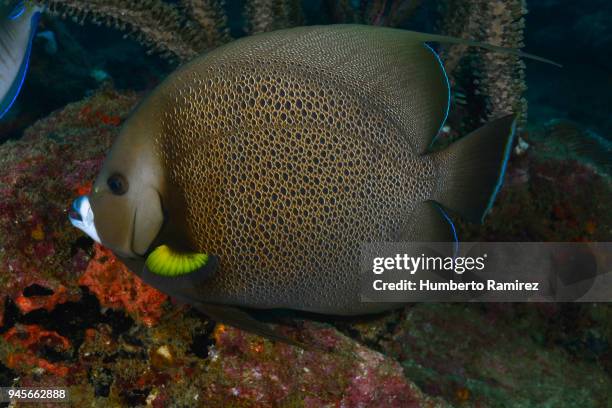 gray angelfish. - gray angelfish stockfoto's en -beelden