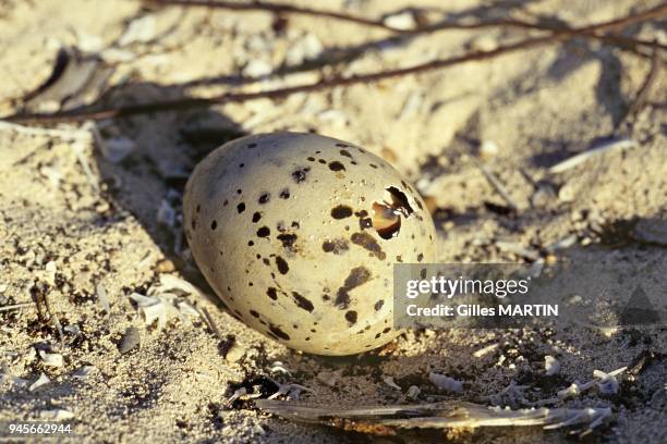 Indian ocean, Seychelles, Aldabra Atoll, hatching of a chick of caspian tern.