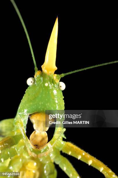 Monteverde Reserve, Costa Rica, Rainy season, Close shot of a cone-headed katydid on a branch. The Costa Ricans explain that the spike on this...