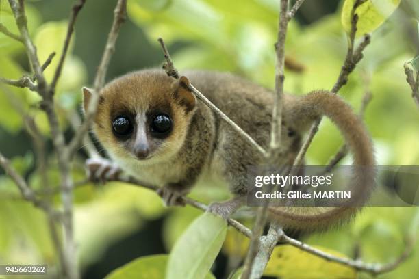 Microcebe sur une branche. Ce minuscule lemurien de Madagascar appartient a la famille des Cheirogalides. Il a de grands yeux adaptes a la vie la...