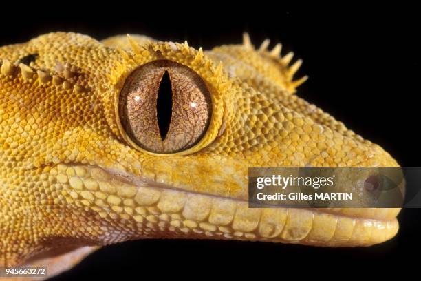 CLOSE UPS OF NEW CALEDONIAN CRESTED GECKO , NEW CALEDONIA.