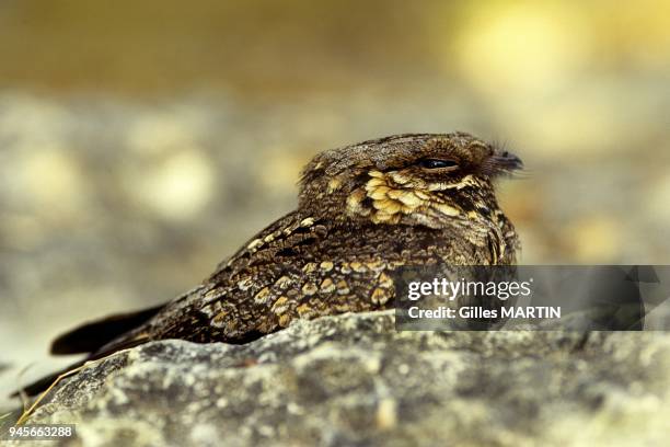 Aldabra Atoll, Seychelles, Indian ocean, madagascar nightjar.