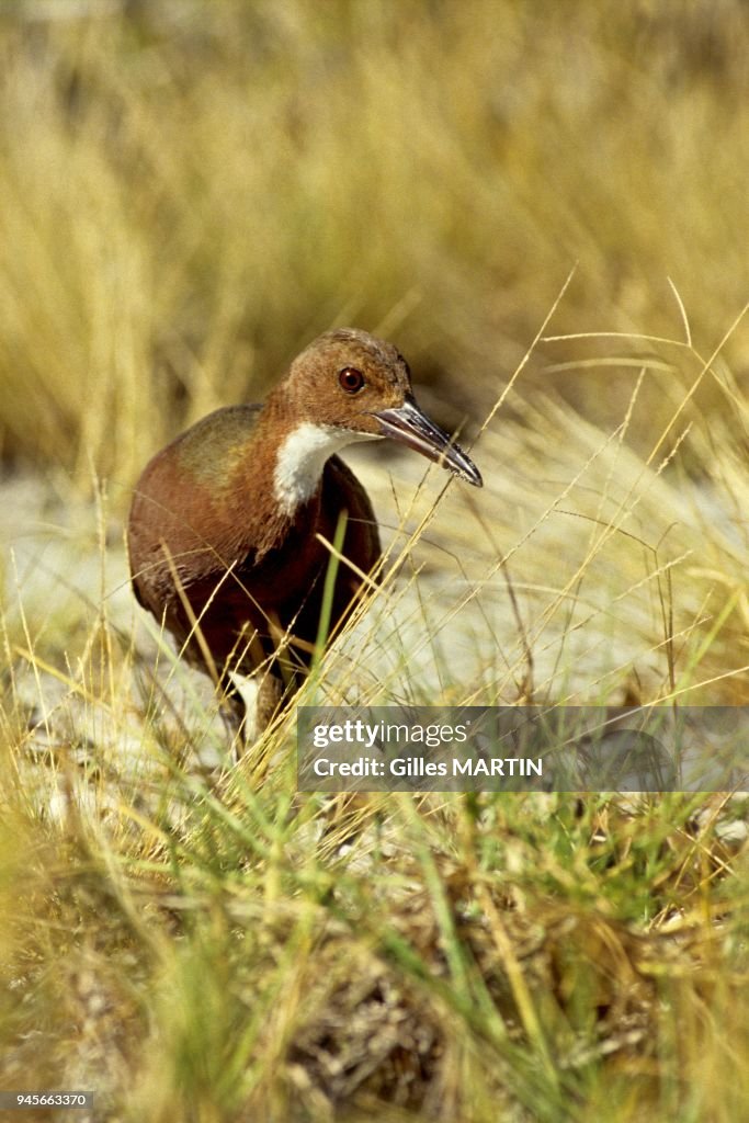 Flightless aldabra