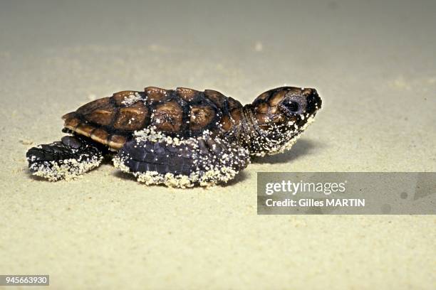 YOUNG HAWKSBILL TURTLE , ALDABRA ATOLL, SEYCHELLES.