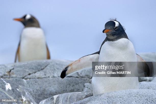 Antarctica-antarctic peninsula-Petermann island, gentoo penguins on a rock in Antarctica. Penguins are only capable of underwater ??flight??, thanks...