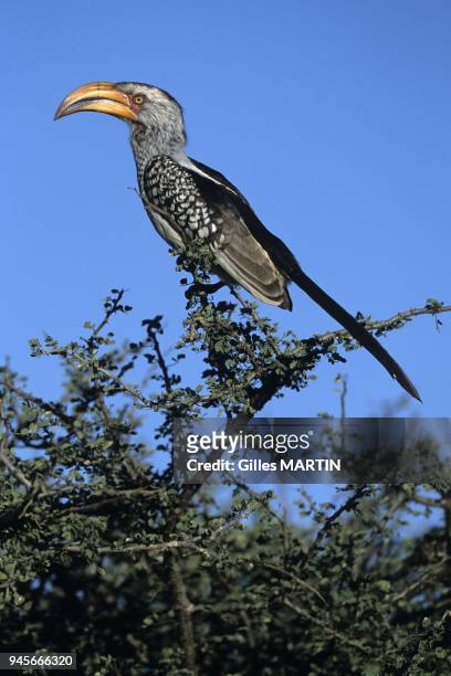 South Africa, portrait of an adult southern yellow-billed hornbill perched on a branch.